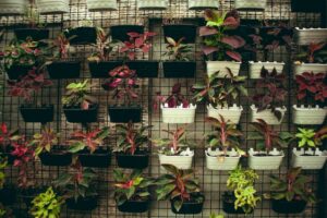 Mur végétalisé en intérieur, plantes vertes sur cloison